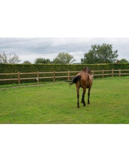 Dierenomheining Ranch