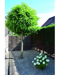 Gevlochten hazelaar scherm